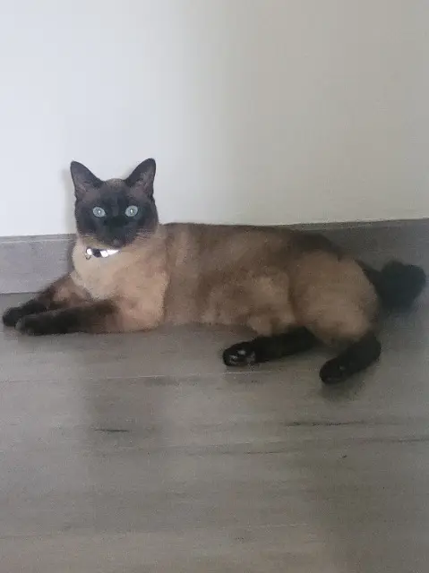 chat reunited   94420 Le Plessis-Trévise Bastet