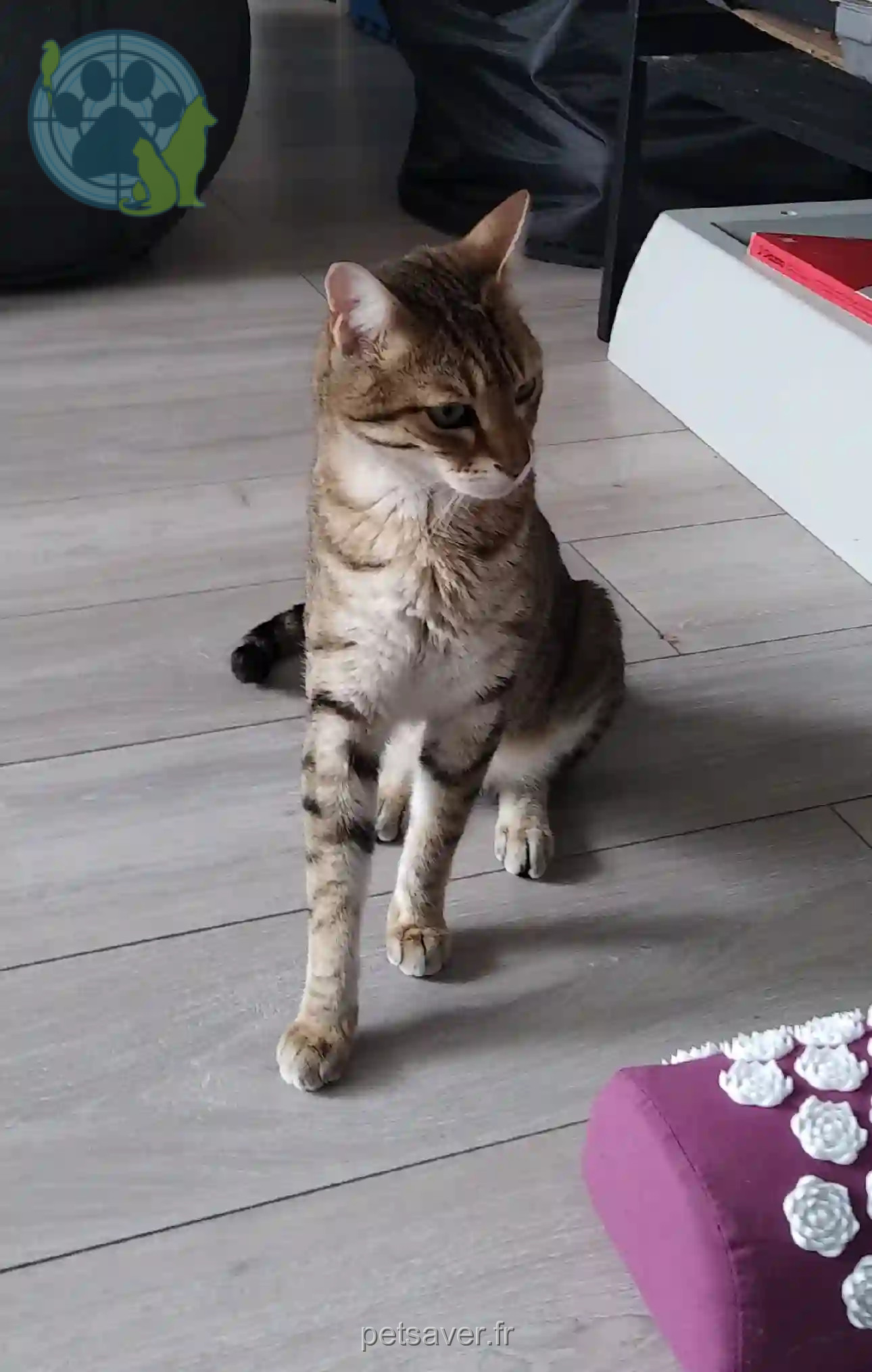 Chat Trouvé 94 Val-de-Marne - Bernard Chat Trouvé 94 Val-de-Marne - Bernard
