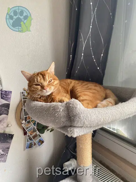 chat reunited   94510 La Queue-en-Brie Boss