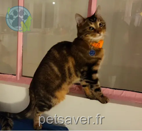 Chat Perdu 94 Val-de-Marne - Buzz Chat Perdu 94 Val-de-Marne - Buzz
