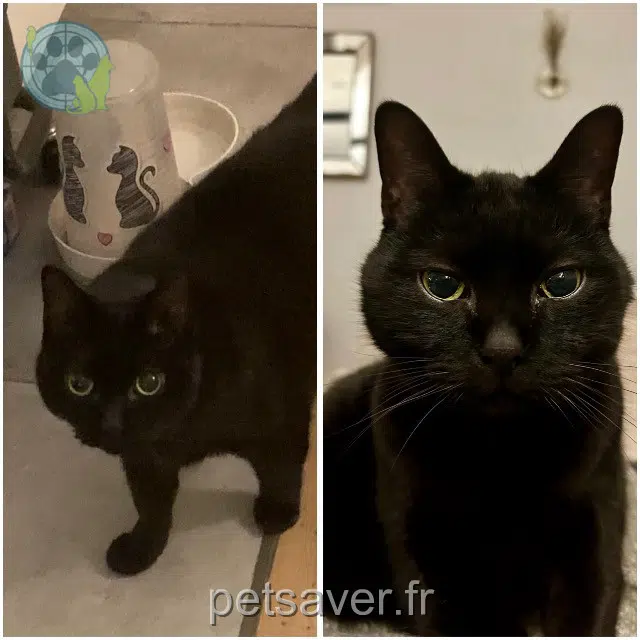 chat reunited   94120 Fontenay-sous-Bois Cachocho
