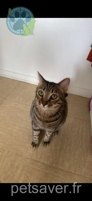 chat reunited 94800 Villejuif Cookie