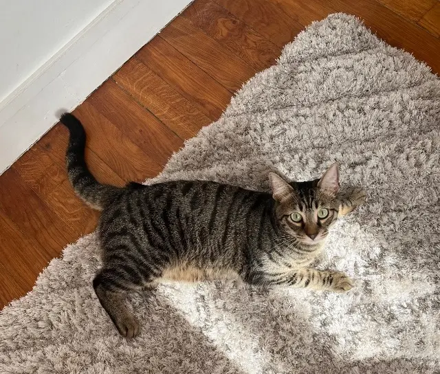 chat reunited   94700 Maisons-Alfort Debou