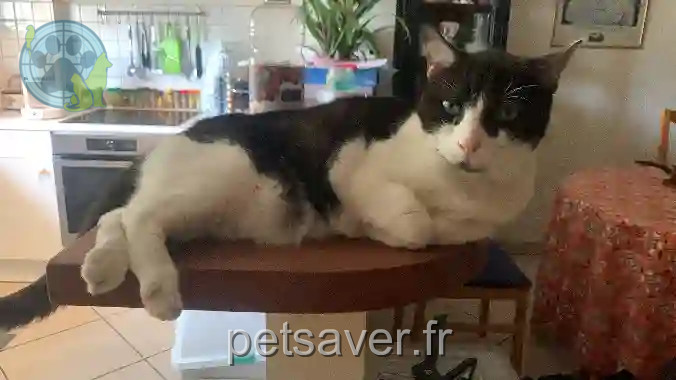 Chat Perdu 94 Val-de-Marne - Domino Chat Perdu 94 Val-de-Marne - Domino