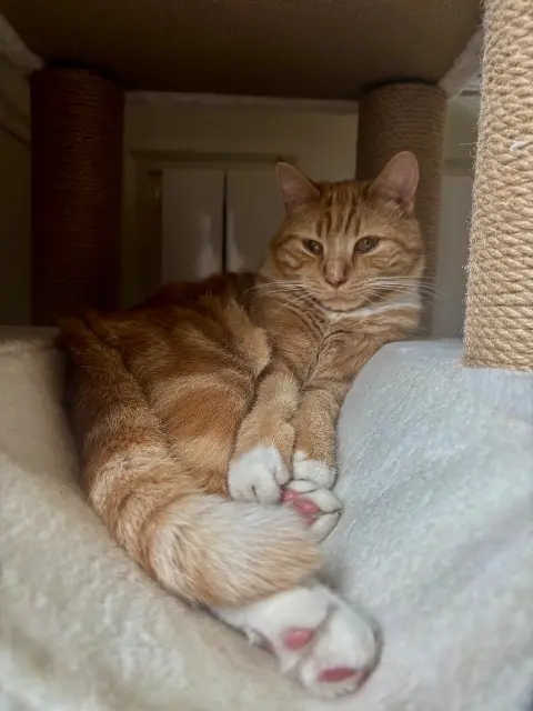 chat reunited    Saint-Maur-des-Fossés Douglas