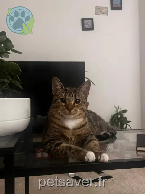 cat reunited 94800 Villejuif Dudu