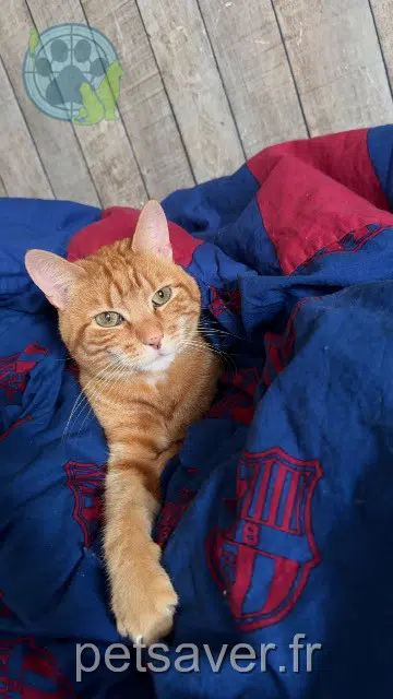 kater reunited   94290 Villeneuve-le-Roi Garfield