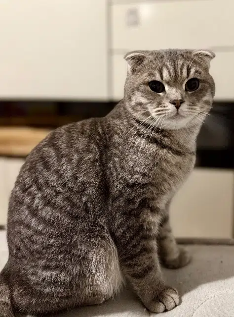 chat reunited   94190 Villeneuve-Saint-Georges Giulbas