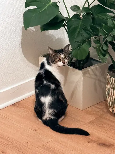 chat reunited   94220 Charenton-le-Pont Groot