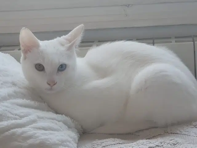 chat reunited   94190 Villeneuve-Saint-Georges Kiro