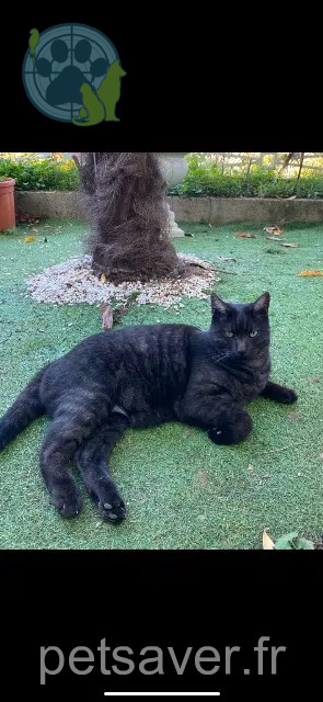 chat reunited   94120 Fontenay-sous-Bois Kovu