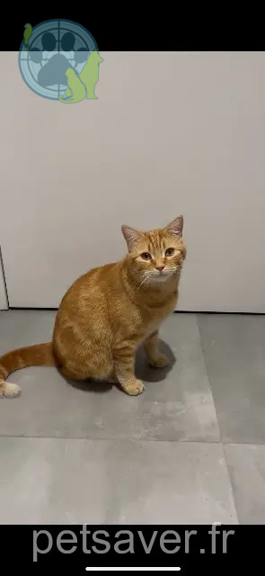 cat reunited 94600 Choisy-le-Roi Leo