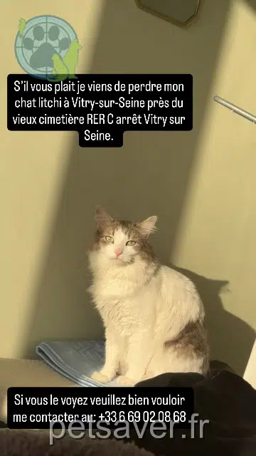 chat reunited 94400 Vitry-sur-Seine Litchi