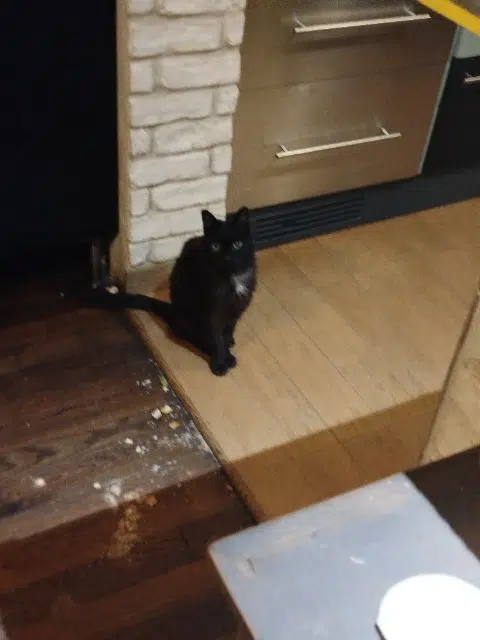 chat reunited   94600 Choisy-le-Roi Louna