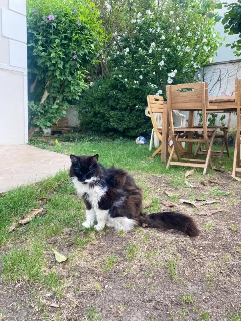 chat reunited   94000 Créteil Maredsous