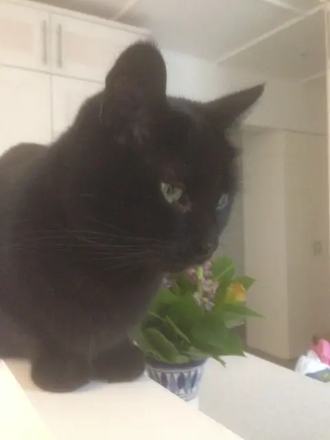 chat reunited   94170 Le Perreux-sur-Marne Michka