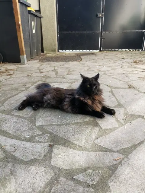 chat reunited    Saint-Maur-des-Fossés Micky