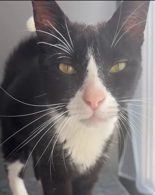 chat reunited   94800 Villejuif Minou