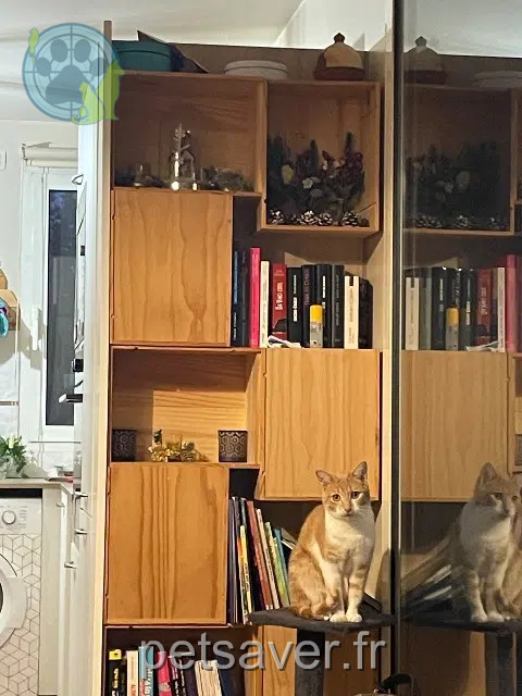 chat reunited   94600 Choisy-le-Roi Minou