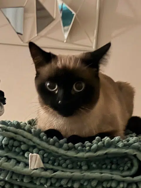 chat reunited   94420 Le Plessis-Trévise Mouss