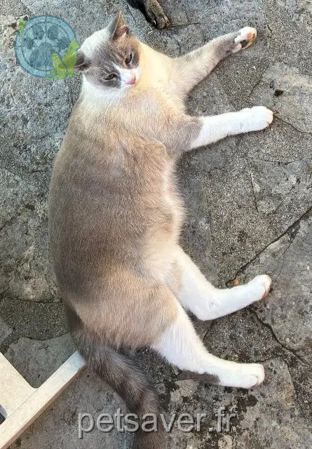 chat reunited   94140 Alfortville Mouss