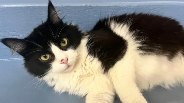 cat reunited   94120 Fontenay-sous-Bois Moustache