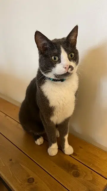 cat reunited    Saint-Maur-des-Fossés Newton