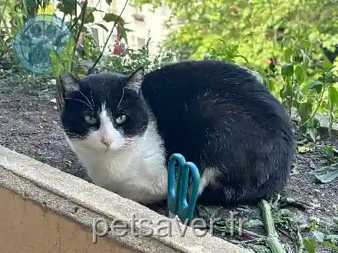 Chat Trouvé 94 Val-de-Marne - Oreo Chat Trouvé 94 Val-de-Marne - Oreo