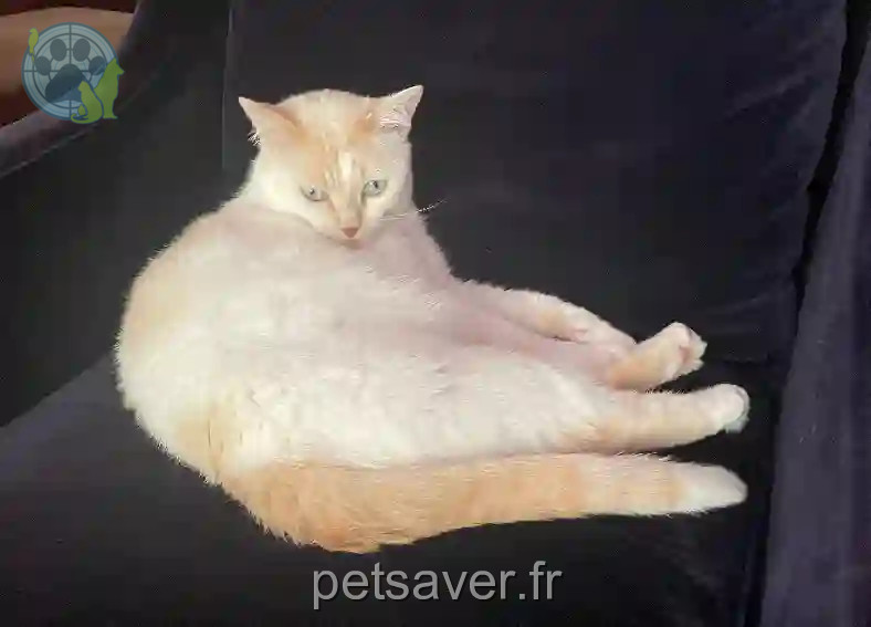 Chat Trouvé 94 Val-de-Marne - Pablo Chat Trouvé 94 Val-de-Marne - Pablo