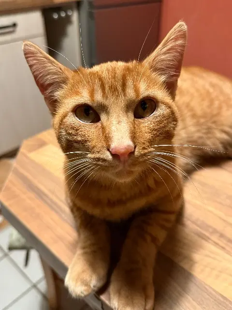 chat reunited   94520 Périgny Pablo