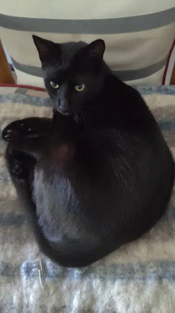 chat reunited   94800 Villejuif Paco