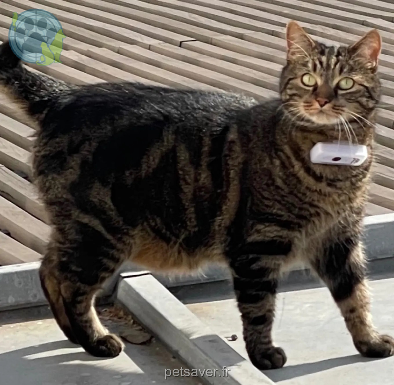 Chat Perdu 94 Val-de-Marne - Peluche Chat Perdu 94 Val-de-Marne - Peluche