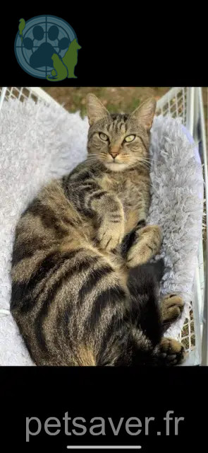 chat reunited   94420 Le Plessis-Trévise Pepsi