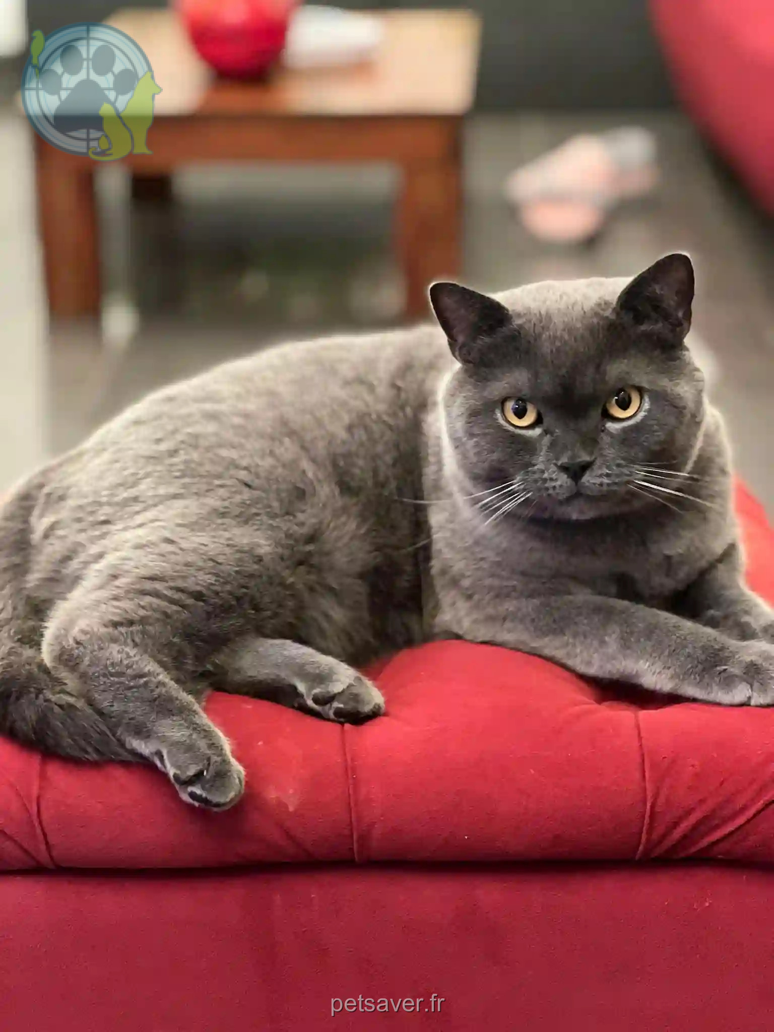 Chat Trouvé 94 Val-de-Marne - Poutchou Chat Trouvé 94 Val-de-Marne - Poutchou