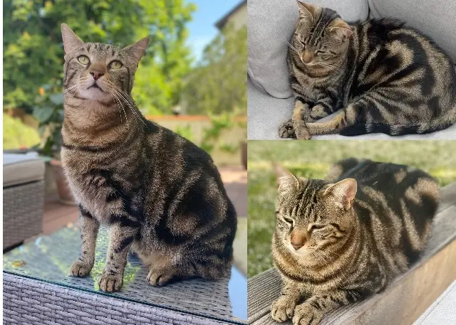 chat reunited   94450 Limeil-Brévannes Ralph