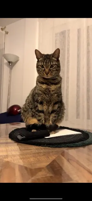 chat reunited   94160 Saint-Mandé Ramses