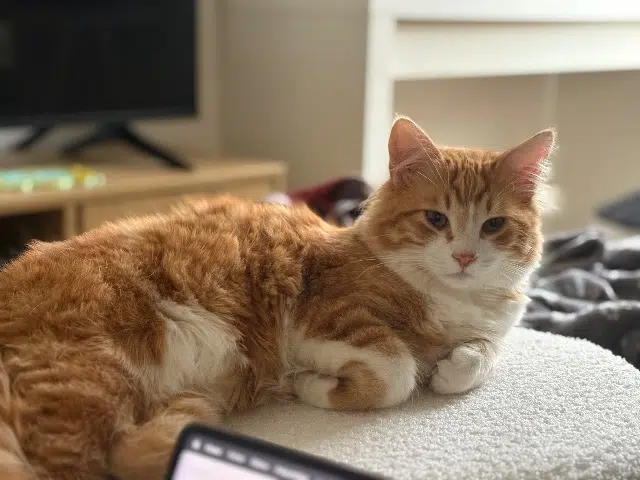 chat reunited   94350 Villiers-sur-Marne Roony