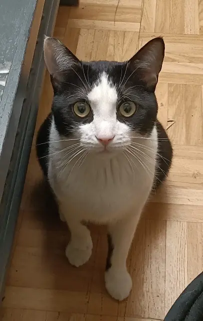 chat reunited   94190 Villeneuve-Saint-Georges Routchi