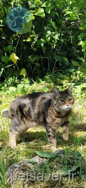 chat reunited   94130 Nogent-sur-Marne Réglisse