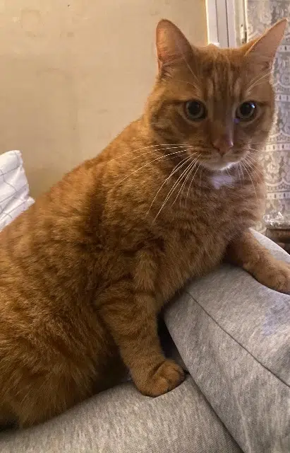 chat reunited   94140 Alfortville Simba