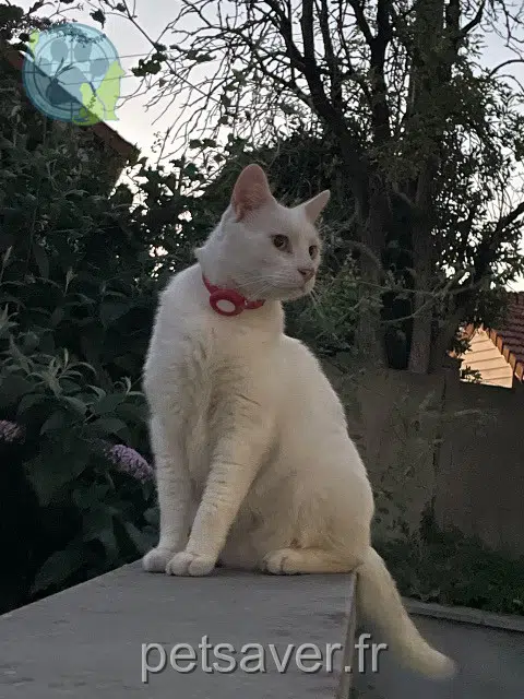 chat reunited   94800 Villejuif Suki
