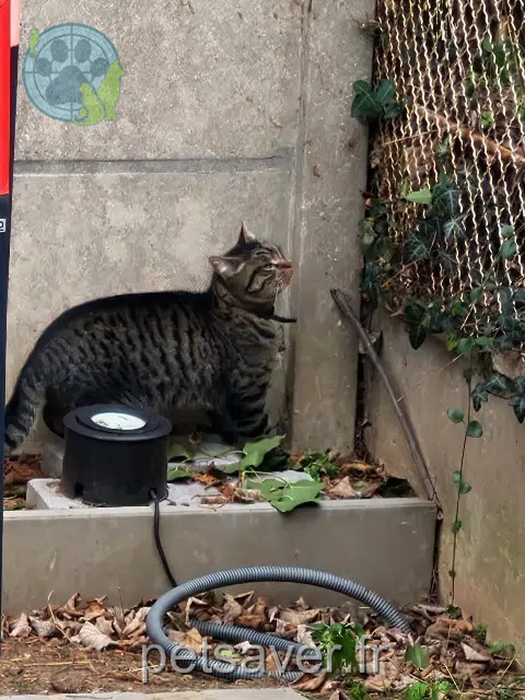chat reunited   94700 Maisons-Alfort Suny
