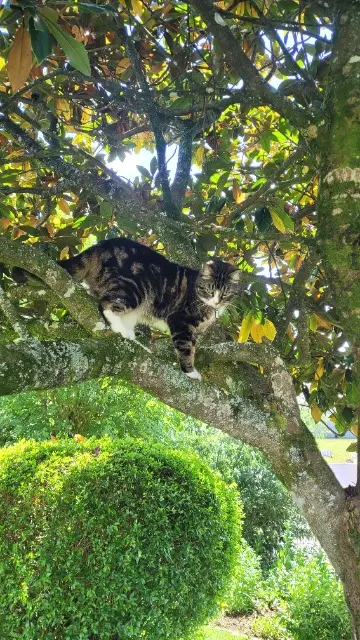 chat reunited   94300 Vincennes TAG