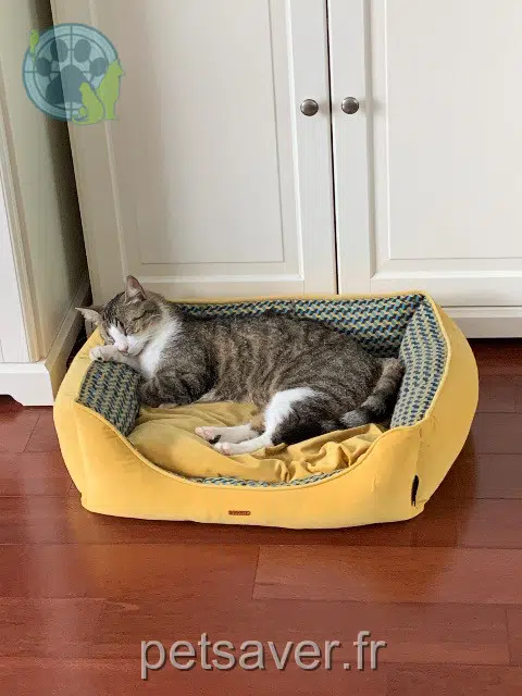 chat reunited   94880 Noiseau Tigrou