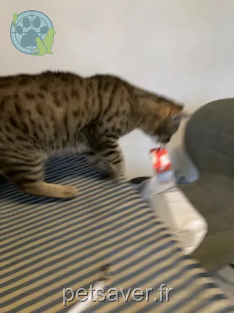 gatto reunited 94300 Vincennes Tigrou