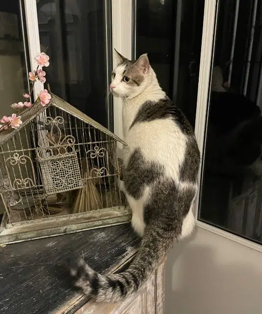 chat reunited   94140 Alfortville Tilou