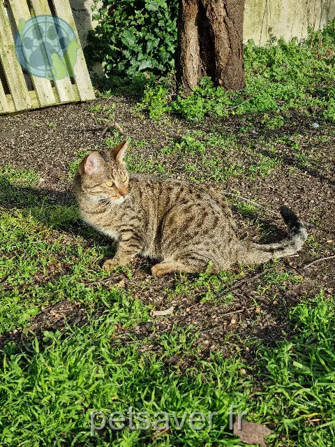 chat reunited   94140 Alfortville Tim