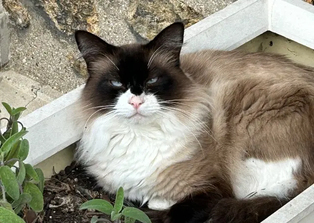 chat reunited   94360 Bry-sur-Marne TIMON