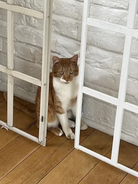 chat reunited   94400 Vitry-sur-Seine Toffee