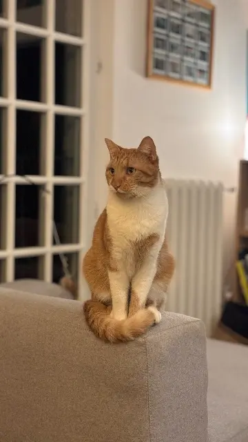 chat reunited   94400 Vitry-sur-Seine Toffee